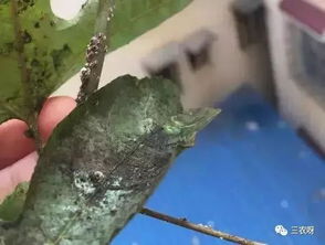 平安，对植物有没有害呢？