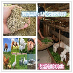 在哪个网站或种子店嫩买到黑麦草种子？