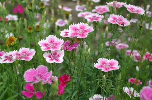 选择耐热品种， 科学养护