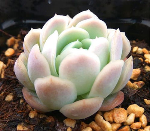 石莲花种植要点：选土、浇水、光照