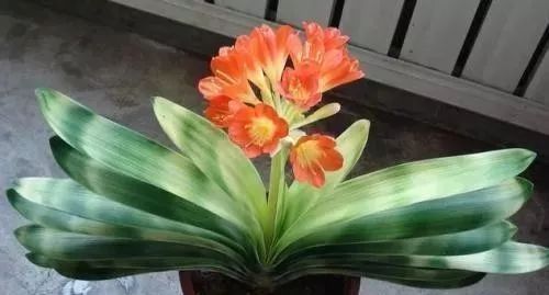 垂笑君子兰，花美叶绿