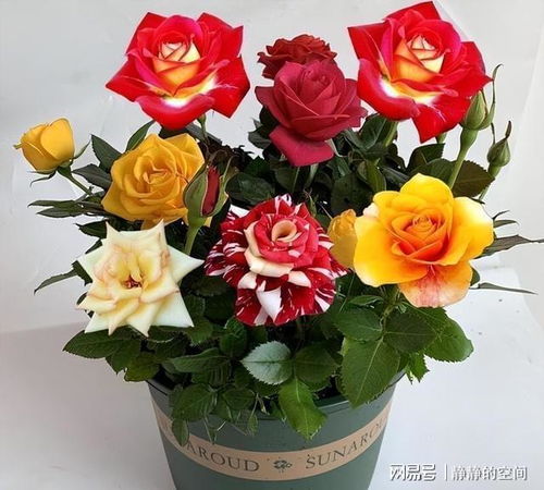 玫瑰花嫁接选什么树最合适？玫瑰花嫁接技术详解中有没有推荐