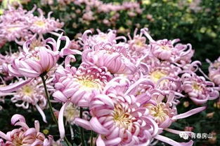 南阳石桥月季，花开得如此灿烂