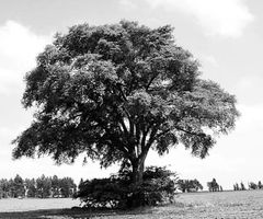 榆树：耐污染， 适应性强