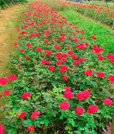 月季种植：东北可行， 需注意