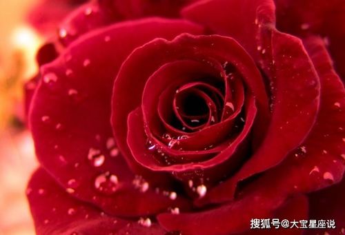 玫瑰种子的硬壳怎么破