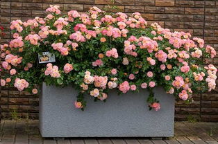 花开不败， 春去秋来