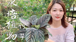 无土多肉栽培时如何选择合适的营养液配方和施肥技巧