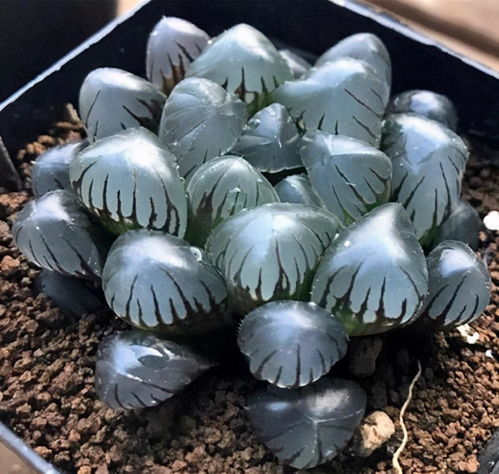 草玉露怎么养才能饱满？如何让叶片更加晶莹剔透