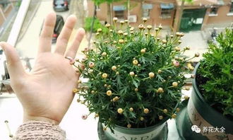 大院子必备：狗牙根