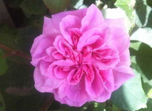 返祖与芽变的区别