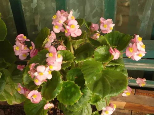 四季海棠花怎么养？如何让花开得更艳丽