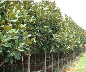 广玉兰树苗的购买建议