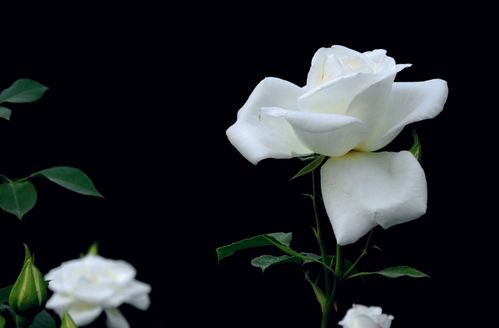 月季花的美丽传说