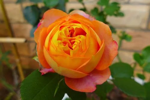 斯嘉丽月季， 花开四季，美丽无限