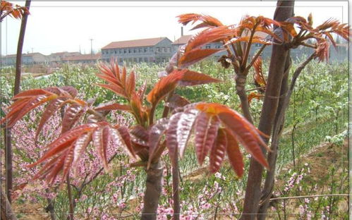菠萝种植过程中如何确保发芽，以及适宜的气候条件对菠萝生长有哪些具体要求