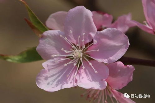 映衬花朵， 梗显娇艳