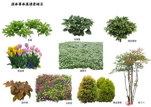 草本植物， 草的总称，常见的那些