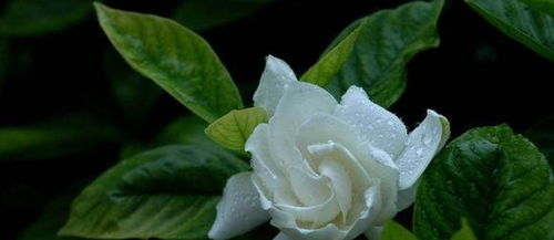 栀子花的家在哪里？