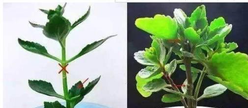 长寿花冬季如何浇水才能保证其开花