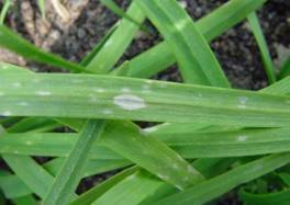 去掉白点叶片，韭菜还Neng活吗？