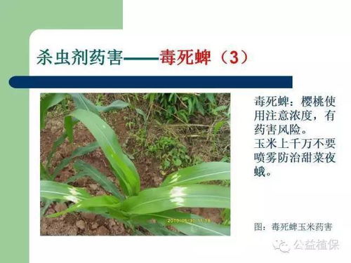 杀虫剂使用不当：效果不佳的关键因素