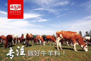 养殖牛必知：预防关键疾病，确保畜牧健康！
