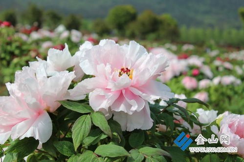 牡丹花开似锦绣，艳丽非凡