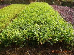 南方常用灌木球，你认识几种？