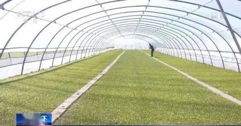 2024年国家农机补贴政策：花卉种植设备补贴解析