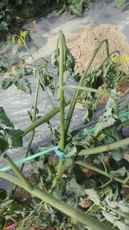 西红柿青枯病用什么特效药治疗最有效