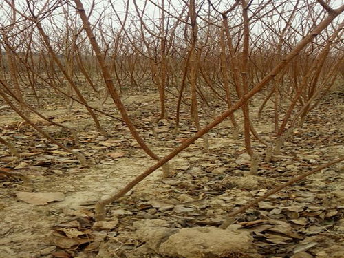 育苗技术的常规之路