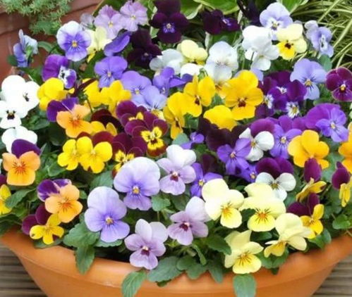 夏日花园，花开如诗