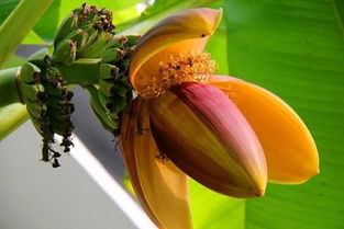 芭蕉花晒干的神奇功效，你了解多少？