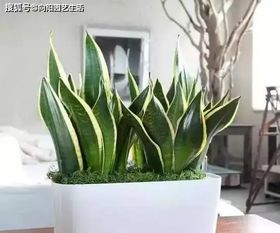 虎尾兰叶子烂了怎么办？如何挽救这株美丽的植物