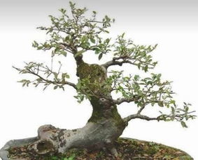 盆景之美，感悟生活