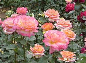 春暖花开， 种植月季正当时