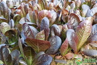 哪些蔬菜适合九月种植呢？