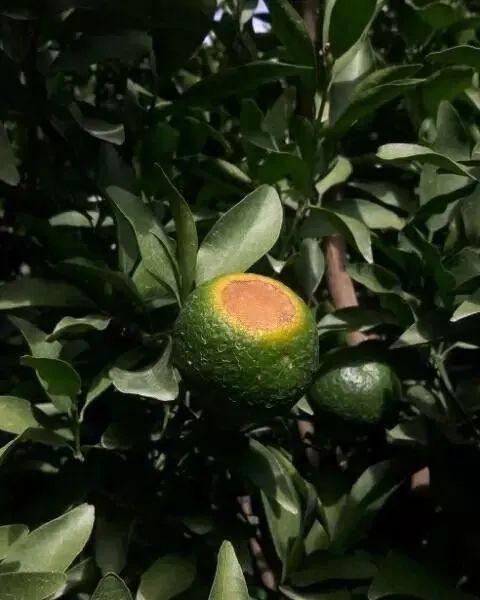 药害发生后怎么办呢？