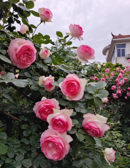 南阳月季网：月季之乡的官方网站