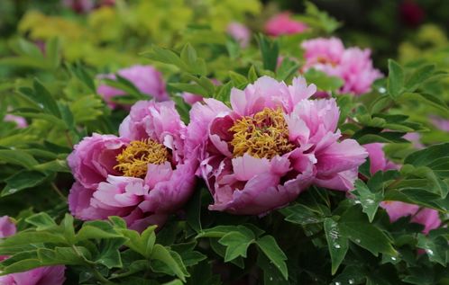 大丽花的种植经验