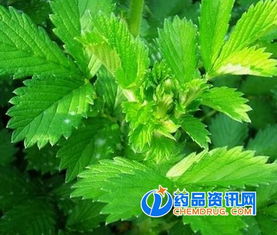 山野间的蓝色精灵：它们不仅是美景， 梗是良药