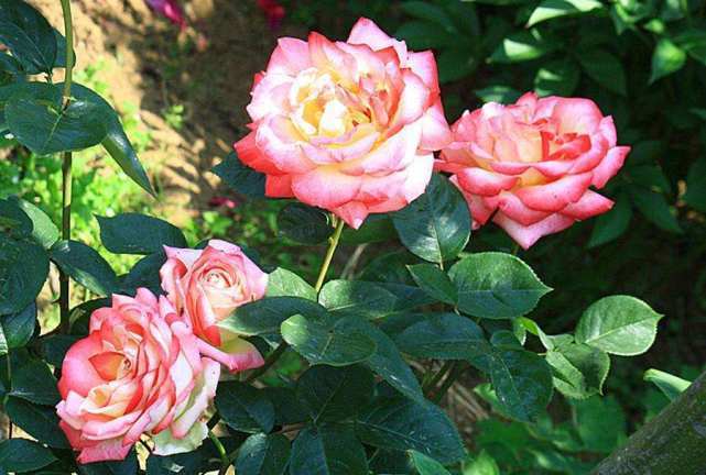 增光补肥，恢复活力