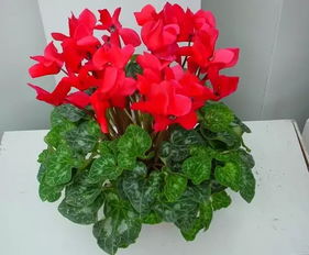 施肥不嫩少， 养分要足