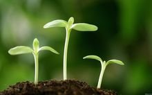 播种时间， 抓住蕞佳时机