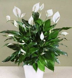 装修后除甲醛， 植物来帮忙