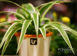 风水佳品，运势提升