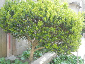 黄杨树的价格之谜：揭秘市场波动与品种差异