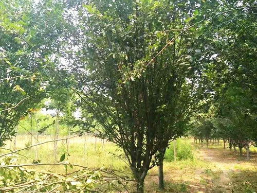 垂丝海棠与杨树种植费用大比拼