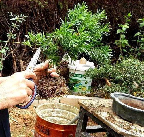盆景种植，选用透气、排水良好、富含养分的土壤至关重要